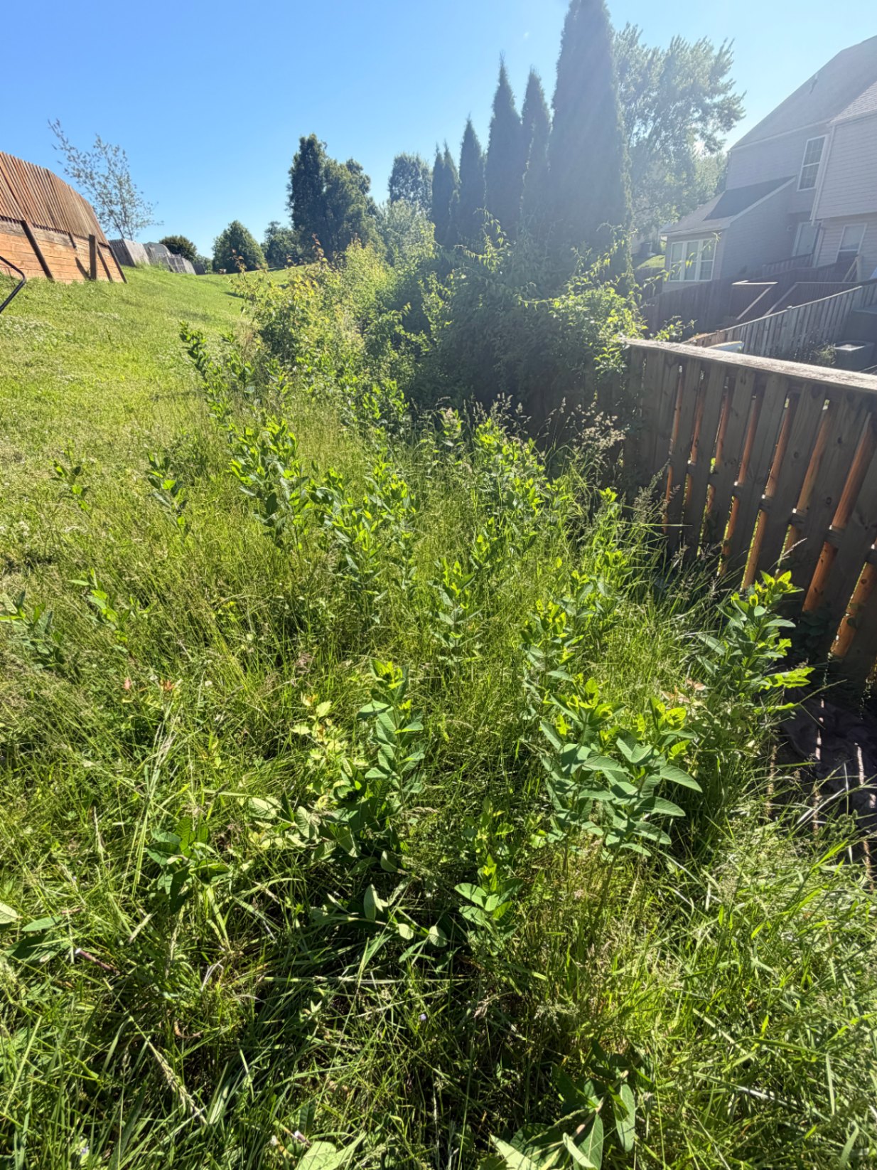 Overgrown Fence Line Cleanup before